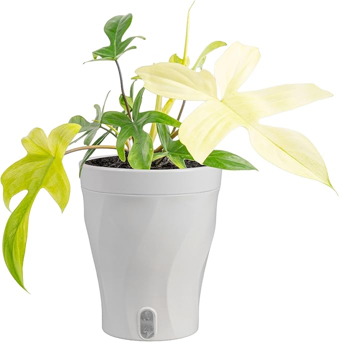 Costa Farms Philodendron Florida Ghost Live Plant in Self Watering Pot, Air Purifying Indoor Houseplant, Home, Room, or Office Decor, House Warming or Birthday Gift, 12-18 Inches Tall