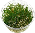 Flame Moss, 3 Pack 4 oz Cup - Live Aquarium Plants Freshwater, Live Moss for Aquariums, Taxiphyllum 'Flame' - Educational Guide Beginner Care