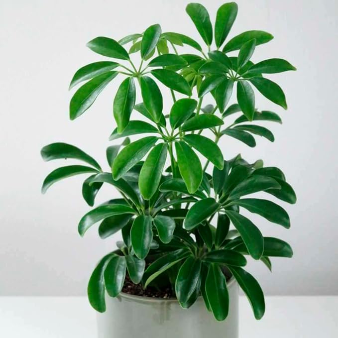 Schefflera Arboricola Live Plant for Indoor | Different Houseplants in 4'' & 6'' Pot | Real House Plant for Living Room, Office, Desk & Bathroom | Dwarf Umbrella Tree