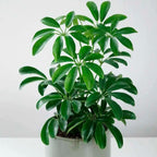 Schefflera Arboricola Live Plant for Indoor | Different Houseplants in 4'' & 6'' Pot | Real House Plant for Living Room, Office, Desk & Bathroom | Dwarf Umbrella Tree