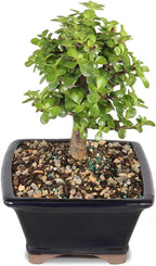 Brussel's Bonsai - Live Dwarf Jade Bonsai Tree in a Grower Bonsai Pot, Indoor Succulent Houseplant, 4 Years Old, 8-12 Inches Tall, Easy Care Plant for Home or Office (Medium, Green)