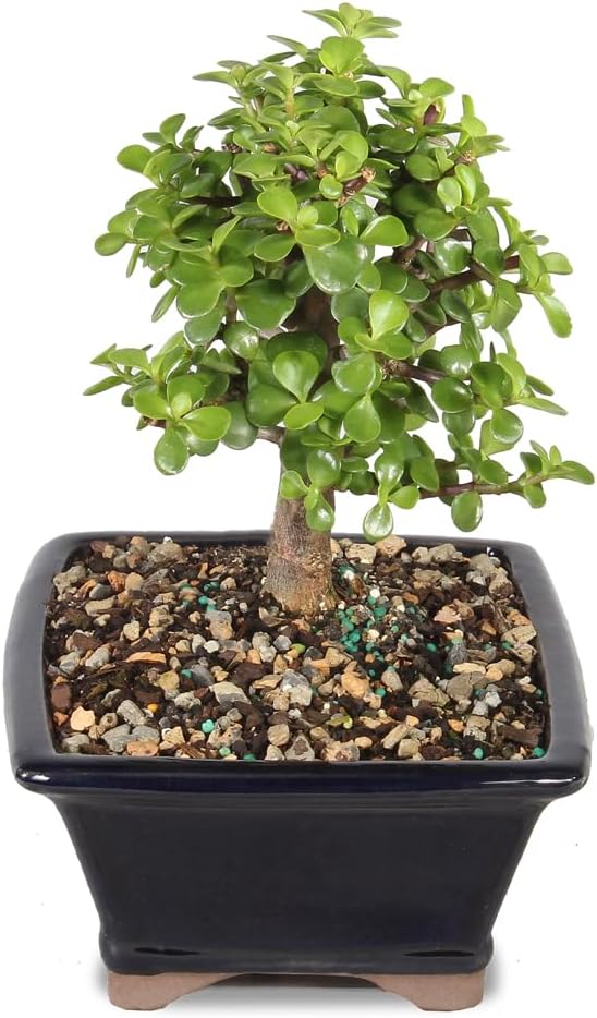 Brussel's Bonsai - Live Dwarf Jade Bonsai Tree in a Grower Bonsai Pot, Indoor Succulent Houseplant, 4 Years Old, 8-12 Inches Tall, Easy Care Plant for Home or Office (Medium, Green)
