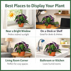 Gynura aurantiaca - Purple Passion Plant – Live Indoor Houseplant – 2 Inch Pot – Vibrant Purple Foliage