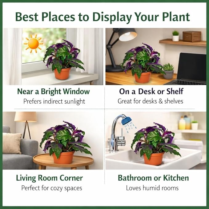 Gynura aurantiaca - Purple Passion Plant – Live Indoor Houseplant – 2 Inch Pot – Vibrant Purple Foliage