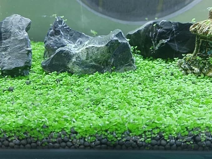 4 Bags Aquarium Plant S.e.e.ds, not Artificial Plastic Plant, Fish Tank Live Grass for All Substrate (0.36ozTiny+0.36oz Long+0.36oz Short+0.36oz Big Dual) ZQV-014