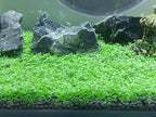 4 Bags Aquarium Plant S.e.e.ds, not Artificial Plastic Plant, Fish Tank Live Grass for All Substrate (0.36ozTiny+0.36oz Long+0.36oz Short+0.36oz Big Dual) ZQV-010