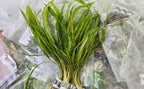 Swimming Creatures™ Live Aquarium Plants (10 Species Bundle)