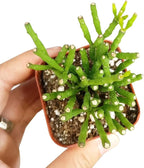 Live Cactus Plants, Fully Rooted 2-inch Cactus Succulent Plants, Rare Varieties for Gift or Home Decoration (Dancing Bones Hatiora Salicornioides Cactus)