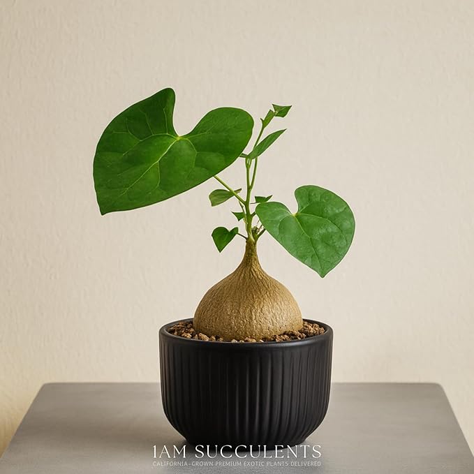 Live Gerrardanthus Macrorhizus – Rare Succulent Caudex Plant – 3–4 Inches Tall – Unique Collector’s Indoor/Outdoor Plant – Low Maintenance and Easy Care