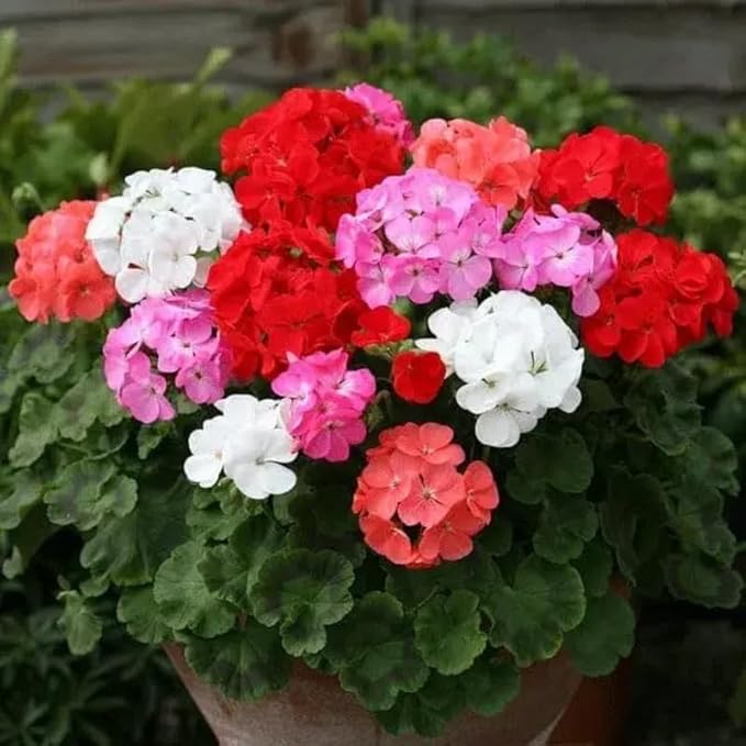 Set 2 Geranium Plants Live, 4-9 Inches Tall, Hardy Flowering Geraniums for Garden or Pots, Fragrant Perennial Blooms (Mixed Geranium)