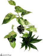 Josh's Frogs 18x18x18 Crested Gecko Vivarium Plant Kit