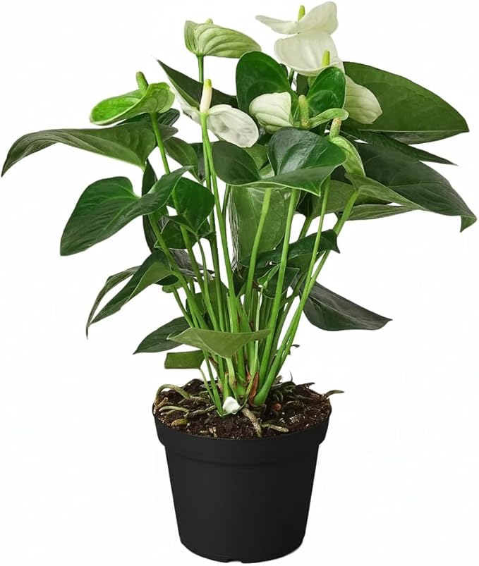 Live Indoor Flowering Houseplants, Anthurium White in 6" Grower Pot, Easy Care Houseplants