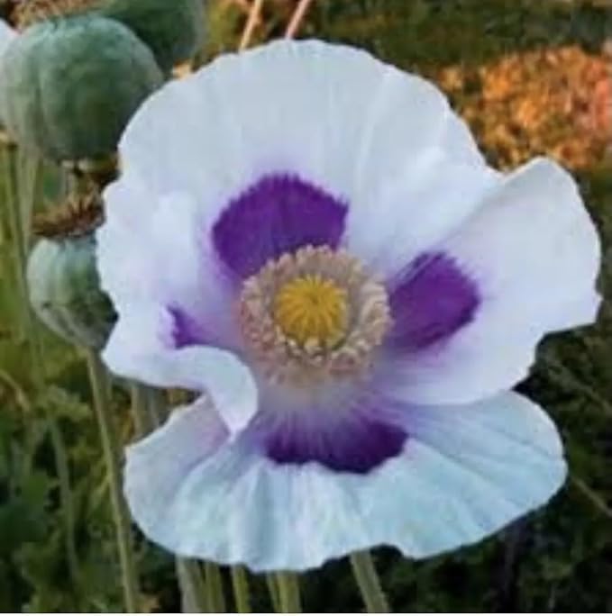 Blue Moon Poppy Seeds - Approximately 2000 Seeds