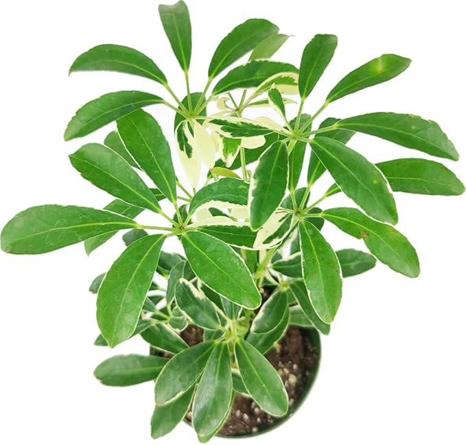 Schefflera Arboricola Variegated (4'' + Grower Pot) - Low Light and Healthy Houseplant - Easy to Care Indoor Houseplant - Fully Rooted in 2/4/4.5/5/6 inch Sizes
