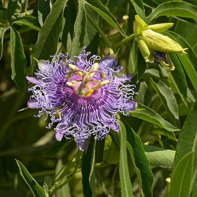 Light Lavender Passion Flower Plant Live, Passiflora Flowering Vine, Trailing Passion Flowers 4 to 8 Inch Tall