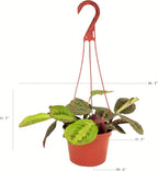 Shop Succulents Maranta Red, Hanging Live Indoor Plant, Prayer Plant, Easy Care Hanging Trailing Houseplant in Nursery Pot, Air Purifying Plant in Soil, Housewarming, Home Décor, Trails 1-2 Feet