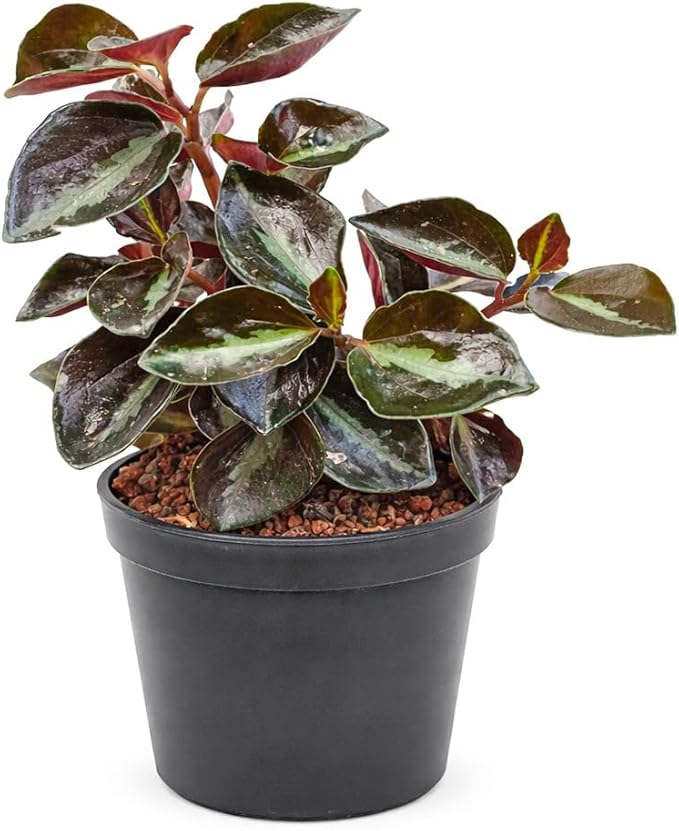 Peperomia 'Metallica' (4 inch) - Pet-Friendly Houseplants - Attractive Indoor Plants, Easy to Grow, Pet Safe Plants for Cats & Dogs, Ideal for Home Decor, Office & Gift