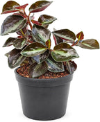 Peperomia 'Metallica' (4 inch) - Pet-Friendly Houseplants - Attractive Indoor Plants, Easy to Grow, Pet Safe Plants for Cats & Dogs, Ideal for Home Decor, Office & Gift