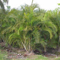 Palm Beach Medicinal Herbs - Areca Palm (Dypsis lutescens) - Packet of 10 Seeds