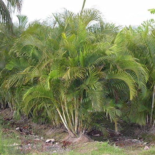 Palm Beach Medicinal Herbs - Areca Palm (Dypsis lutescens) - Packet of 10 Seeds