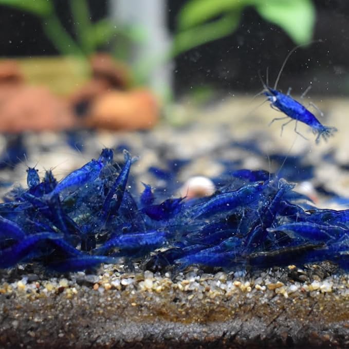 SF Aquatic™ 10 Blue Dream Shrimps High Grade Neocaridina Live Freshwater Aquarium Shrimps. Mature Breeding Age. Live Arrival Guarantee.