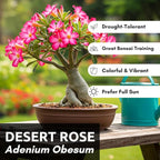 20 Mixed Color Desert Rose Seeds to Grow | 20 Seeds | Adenium Obesum Seeds to Grow.. Exotic Bonsai Plant