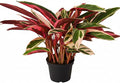 Stromanthe sanguinea Triostar (6 inch) - Pet-Friendly Houseplants - Attractive Indoor Plants, Easy to Grow, Pet Safe Plants for Cats & Dogs, Ideal for Home Decor, Office & Gift