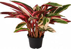Stromanthe sanguinea Triostar (6 inch) - Pet-Friendly Houseplants - Attractive Indoor Plants, Easy to Grow, Pet Safe Plants for Cats & Dogs, Ideal for Home Decor, Office & Gift