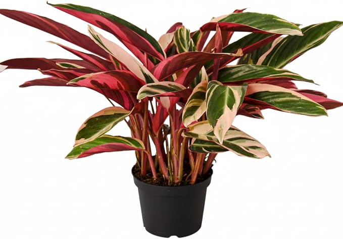 Stromanthe sanguinea Triostar (6 inch) - Pet-Friendly Houseplants - Attractive Indoor Plants, Easy to Grow, Pet Safe Plants for Cats & Dogs, Ideal for Home Decor, Office & Gift