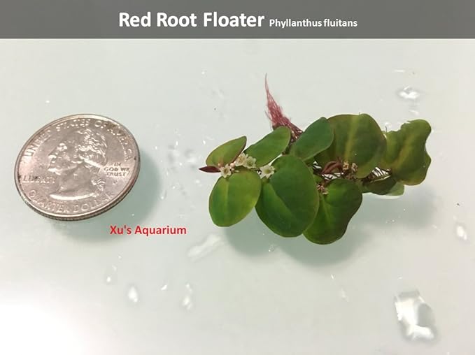 6 Red Root Floater (Phyllanthus Fluitans), Live Aquarium/Aquatic/Floating/ Pond/Beginner Plant, Aquascaping,planted tank ... by G'z
