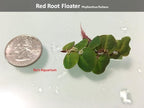 6 Red Root Floater (Phyllanthus Fluitans), Live Aquarium/Aquatic/Floating/ Pond/Beginner Plant, Aquascaping,planted tank ... by G'z