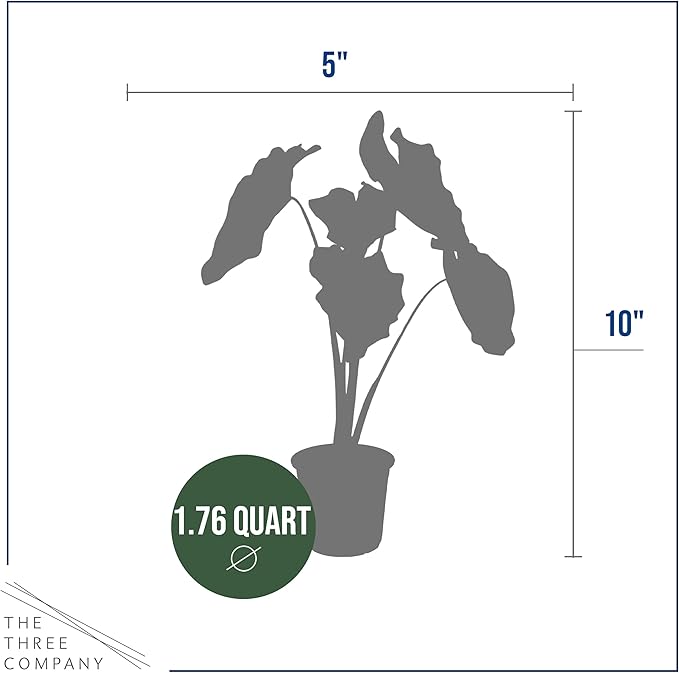 Live Colocasia - Pharaoh's Mask, 10” Tall by 5” Wide in 1.76 Qt Pot, Trimmed Back for Shipping Purposes