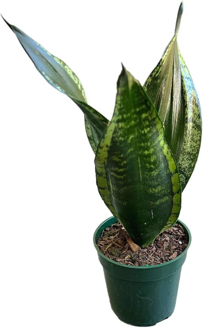 Snake Plant, Sansevieria Trifasciata, Whitney, Live Indoor Plant, 4 inch Pot