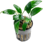 SubstrateSource Anubias Live Aquarium Plants - Potted Freshwater Plant for Fish Tanks, Terrariums - Beginner Friendly Low Light (Congensis Mini, 1 Pot)