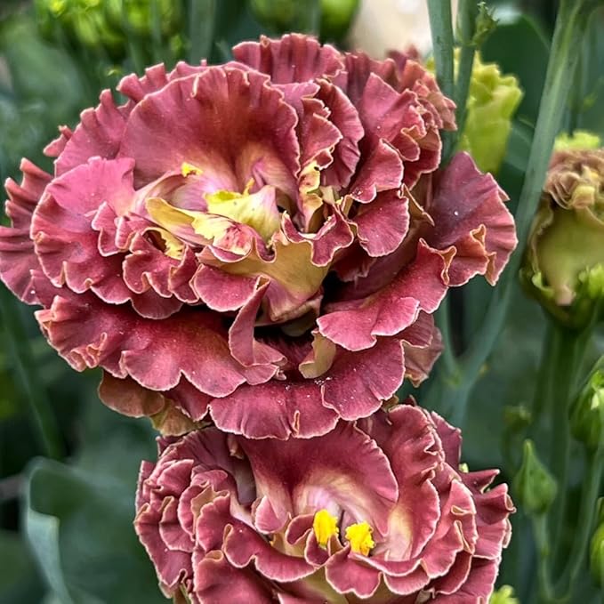 Eustoma Lisianthus Plant Live, Lisianthus Flowers Well Rooted Plug 2-3 Inch Height, Lisianthus Thornless Roses Seedling (Brown Lisianthus)