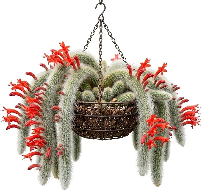 Monkey Tail Cactus Live Plant 2" Pot, Rare White Fuzzy Trailing Succulent, Small Cactus Plant