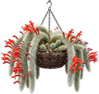 Monkey Tail Cactus Live Plant 2" Pot, Rare White Fuzzy Trailing Succulent, Small Cactus Plant