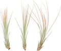 Coral Colorful Tillandsia Air Plants - Long Lasting Color Enhanced Live Tillandsia Succulent House Plants - Home and Garden Decor - Easy Care Indoor/Outdoor Plants (Juncea, Pack of 3)