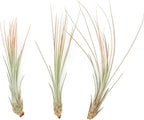 Coral Colorful Tillandsia Air Plants - Long Lasting Color Enhanced Live Tillandsia Succulent House Plants - Home and Garden Decor - Easy Care Indoor/Outdoor Plants (Juncea, Pack of 3)