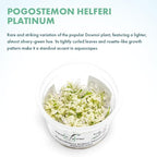 SubstrateSource Live Plant - Downoi 'Platinum' (Pogostemon helferi) - Foreground Rosette, Snail-Free in Vitro Aquarium Plant - Tissue Culture