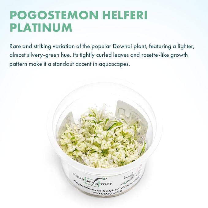 SubstrateSource Live Plant - Downoi 'Platinum' (Pogostemon helferi) - Foreground Rosette, Snail-Free in Vitro Aquarium Plant - Tissue Culture