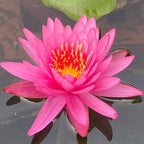 Mainam Mix Colorful Hardy Water Lily Tuber Live Aquarium Plant for Freshwater Fish Pond Balcony Buy 2 GET Fertilizer Free (Red Nymphaea Mayla)