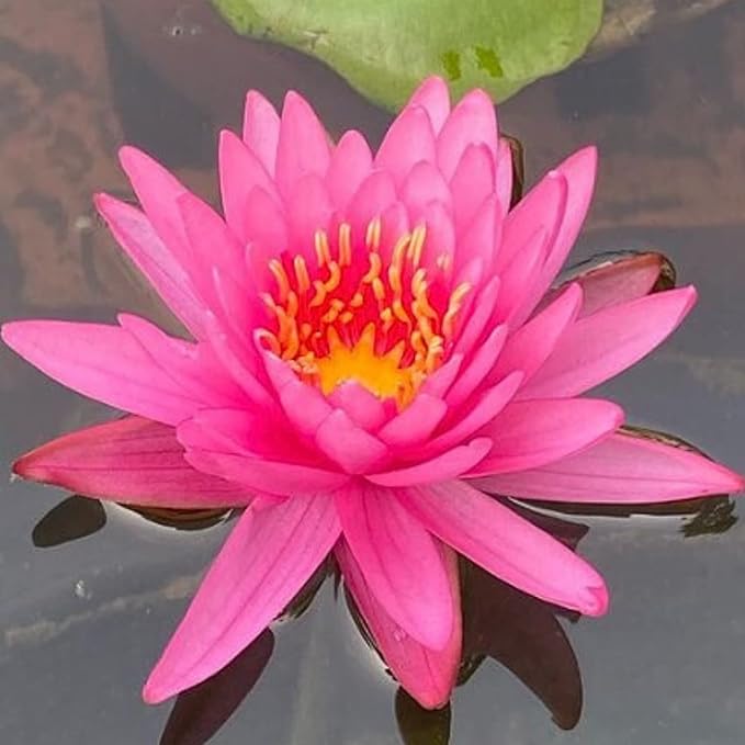 Mainam Mix Colorful Hardy Water Lily Tuber Live Aquarium Plant for Freshwater Fish Pond Balcony Buy 2 GET Fertilizer Free (Red Nymphaea Mayla)