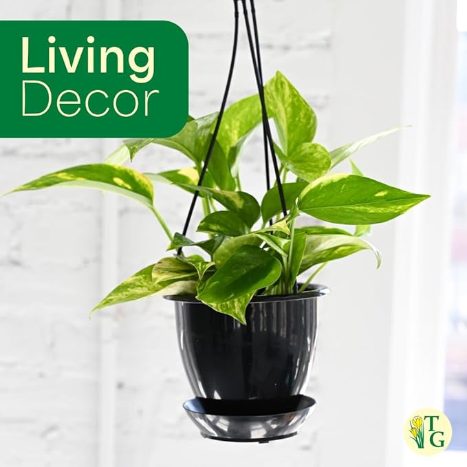 Thorsen's Greenhouse Golden Pothos, Live Indoor Vining Plant, Easy to Grow, Variegated Houseplant, Natural Air Purifier (White, 4-inch Pot)