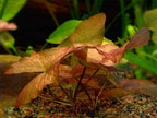 Dwarf Water Lily Nymphaea Stellata Rubra Live Aquarium Plant B2G1