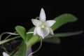 Angraecum Leonis, Leon's Angraecum, Flat Fan-Shape Leaves, Live Orchid, Wood Mount