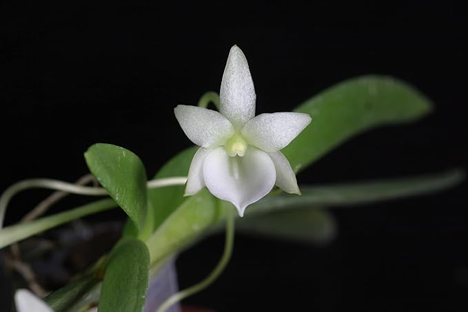 Angraecum Leonis, Leon's Angraecum, Flat Fan-Shape Leaves, Live Orchid, Wood Mount