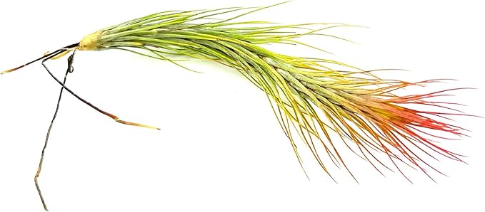 ragnaroc Air Plants - Tillandsia Funckiana Hybrid, Large 5-7" - 2ct - Live Arrival Guaranteed - House Plants for Home Decor & Gift