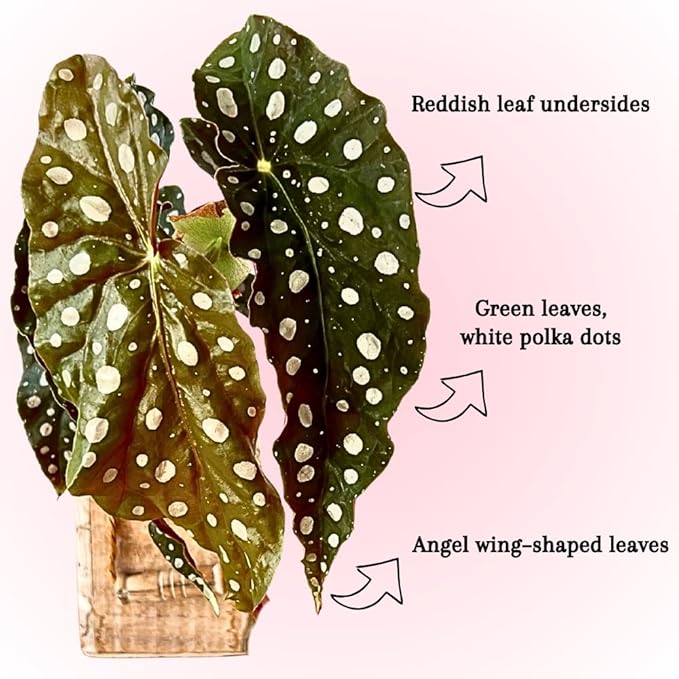 Begonia Live Plant, Begonias Live Plant, Rare Begonias Plants, 5-7 Inches in Height for Indoor Houseplant (Polka Dot Angel Wing Begonia)
