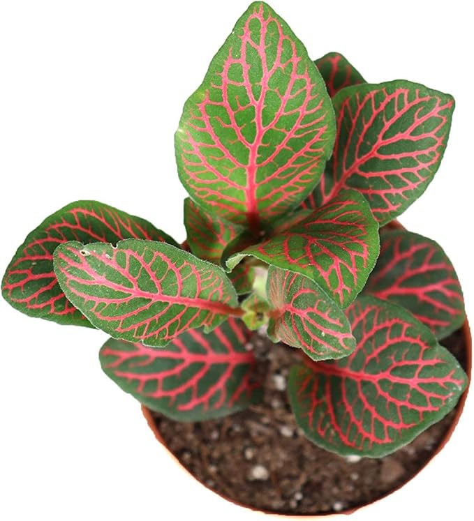 Red Fittonia - 3" from California Tropicals